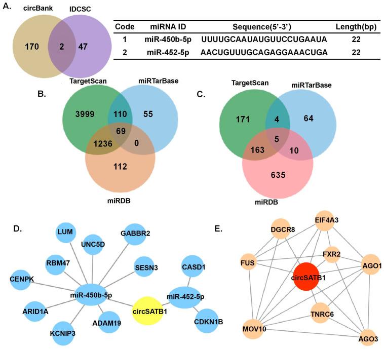 https://cdn.ncbi.nlm.nih.gov/pmc/blobs/499f/12346576/062282d30bd3/cells-14-01181-g005.jpg