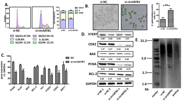 https://cdn.ncbi.nlm.nih.gov/pmc/blobs/499f/12346576/f1562120c552/cells-14-01181-g004.jpg