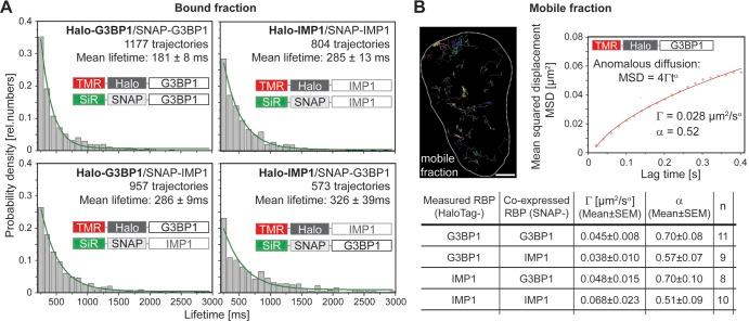 https://cdn.ncbi.nlm.nih.gov/pmc/blobs/49a9/5881506/c68a49072d29/JCB_201709007_Fig6.jpg