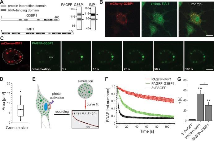 https://cdn.ncbi.nlm.nih.gov/pmc/blobs/49a9/5881506/e6efc781ca60/JCB_201709007_Fig1.jpg