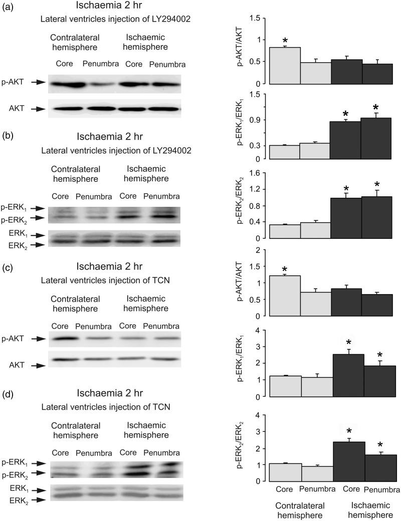 https://cdn.ncbi.nlm.nih.gov/pmc/blobs/49be/4601130/3225e6e14ea2/10.1177_1759091415602463-fig4.jpg