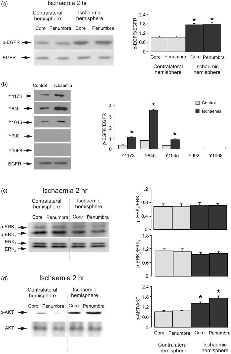 https://cdn.ncbi.nlm.nih.gov/pmc/blobs/49be/4601130/735e7b4bea33/10.1177_1759091415602463-fig1.jpg