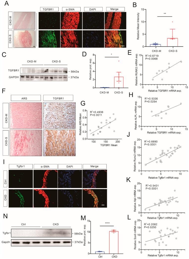 https://cdn.ncbi.nlm.nih.gov/pmc/blobs/4a0d/9818696/0d6d4b459aea/cells-12-00161-g005.jpg