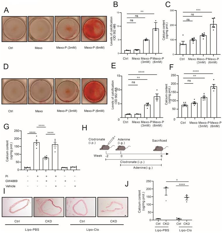 https://cdn.ncbi.nlm.nih.gov/pmc/blobs/4a0d/9818696/106f6e434a8c/cells-12-00161-g002.jpg
