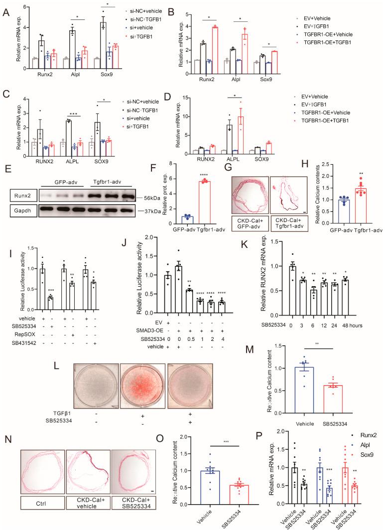 https://cdn.ncbi.nlm.nih.gov/pmc/blobs/4a0d/9818696/54811ddd5324/cells-12-00161-g006.jpg