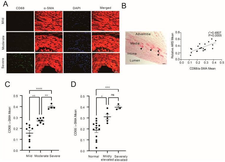 https://cdn.ncbi.nlm.nih.gov/pmc/blobs/4a0d/9818696/cc8d9e6469b7/cells-12-00161-g001.jpg