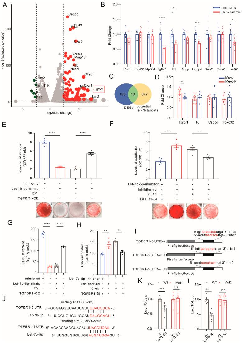 https://cdn.ncbi.nlm.nih.gov/pmc/blobs/4a0d/9818696/e5133e08abda/cells-12-00161-g004.jpg
