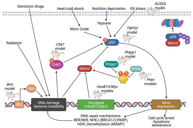 https://cdn.ncbi.nlm.nih.gov/pmc/blobs/4a53/9654339/9617749a2249/cancers-14-05321-g004.jpg
