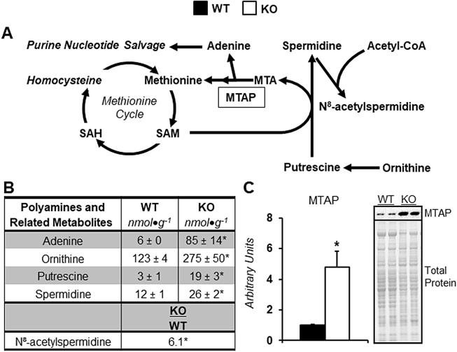 https://cdn.ncbi.nlm.nih.gov/pmc/blobs/4aa7/6479583/faea55ddaa52/figs4.jpg