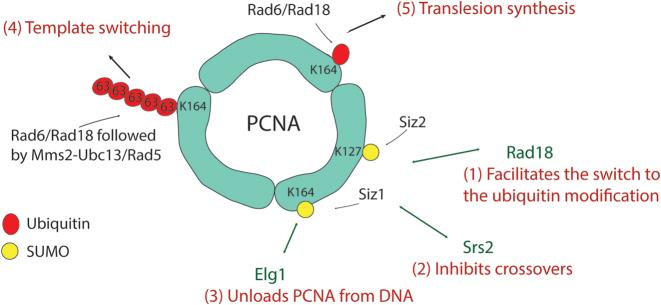 https://cdn.ncbi.nlm.nih.gov/pmc/blobs/4abe/5389695/c7cbc5a58150/gkw1369fig3.jpg