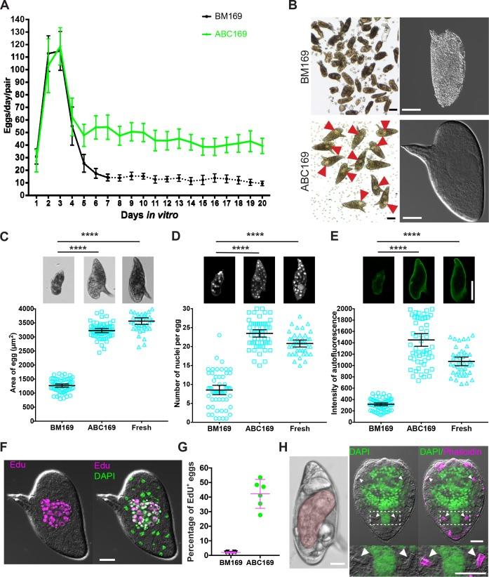 https://cdn.ncbi.nlm.nih.gov/pmc/blobs/4ac3/6505934/59ffcd3d2733/pbio.3000254.g002.jpg
