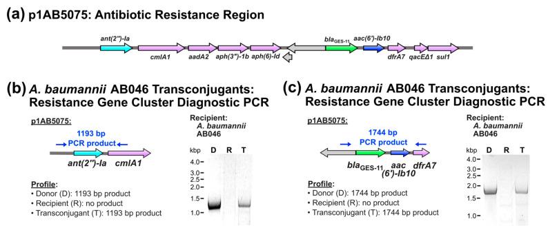 https://cdn.ncbi.nlm.nih.gov/pmc/blobs/4ad4/12196012/1d8dcee15089/pathogens-14-00606-g003.jpg