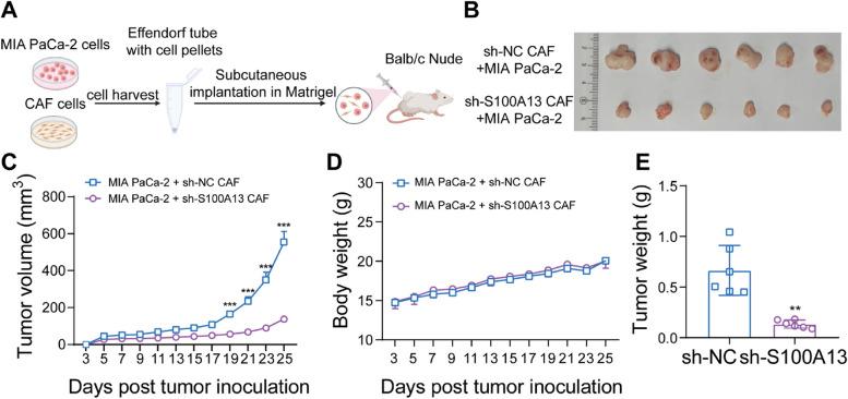 https://cdn.ncbi.nlm.nih.gov/pmc/blobs/4aef/11773924/ca42add60590/12964_2025_2049_Fig5_HTML.jpg