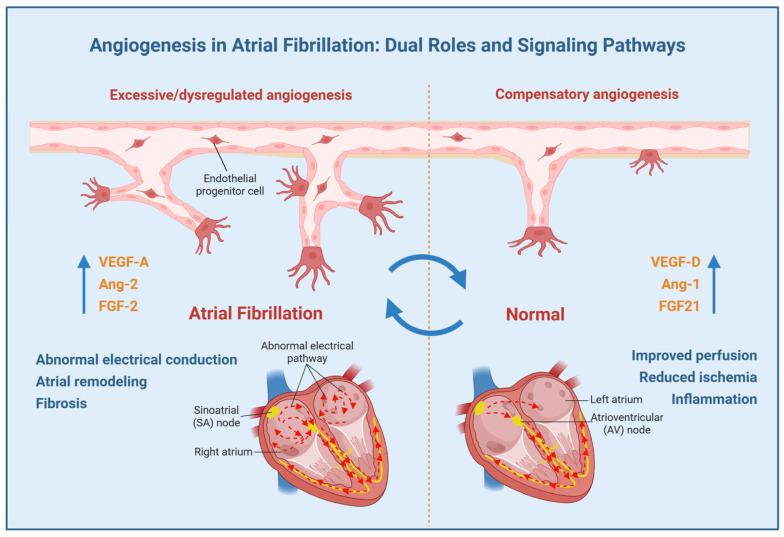 https://cdn.ncbi.nlm.nih.gov/pmc/blobs/4b0b/12190211/a13b56185acb/biomedicines-13-01399-g001.jpg