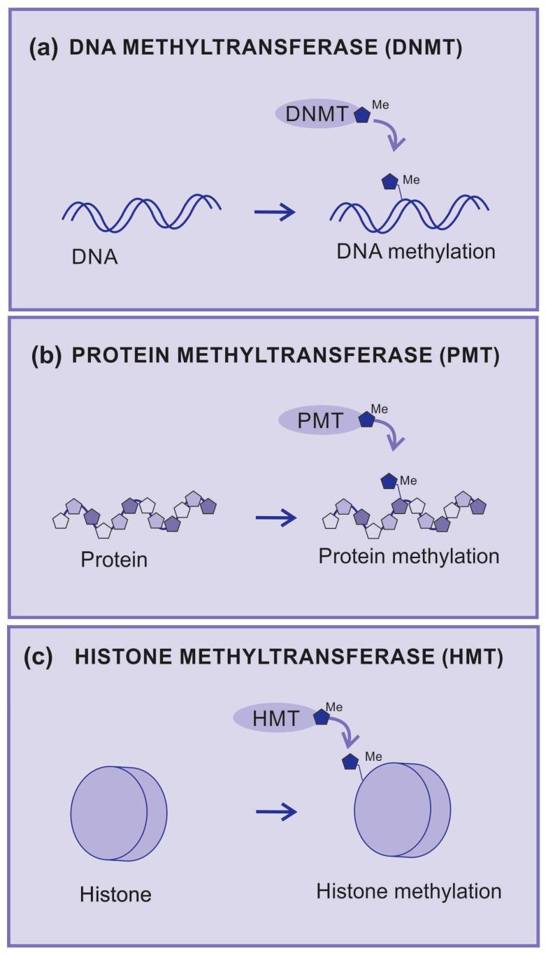 https://cdn.ncbi.nlm.nih.gov/pmc/blobs/4b17/10741407/c826b443d1a1/cancers-15-05751-g003.jpg