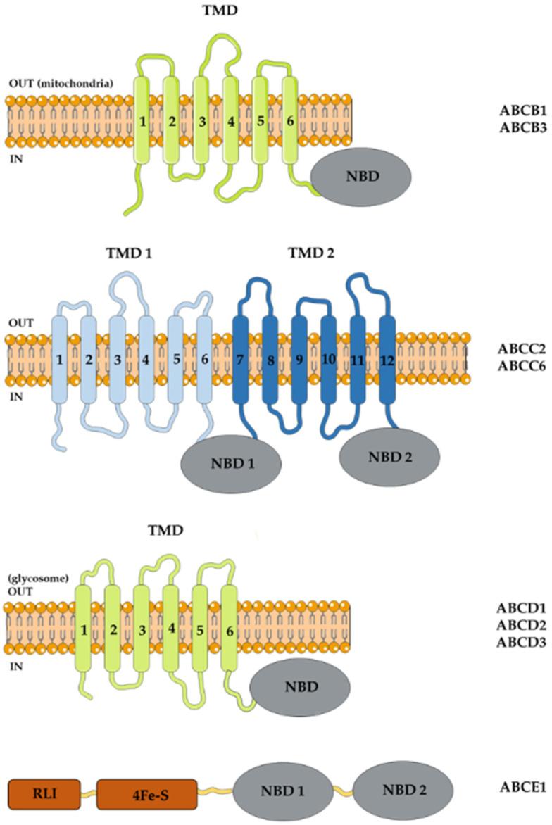 https://cdn.ncbi.nlm.nih.gov/pmc/blobs/4b7e/9505544/f09292330523/pathogens-11-00988-g002.jpg