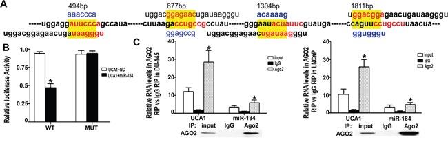 https://cdn.ncbi.nlm.nih.gov/pmc/blobs/4b82/5392325/5dee7705ed34/oncotarget-08-18260-g004.jpg