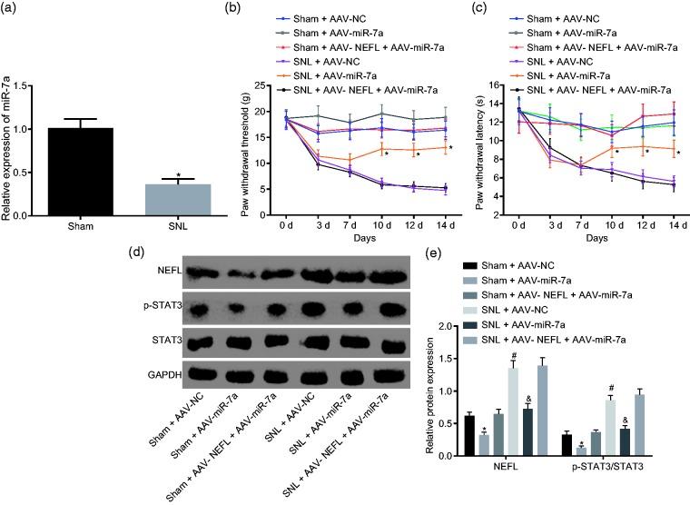 https://cdn.ncbi.nlm.nih.gov/pmc/blobs/4c4b/6537231/2a71595bfc9c/10.1177_1744806919842464-fig6.jpg