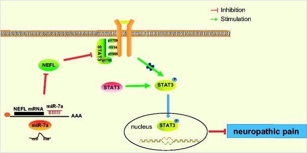 https://cdn.ncbi.nlm.nih.gov/pmc/blobs/4c4b/6537231/c6fbe9764f98/10.1177_1744806919842464-fig7.jpg