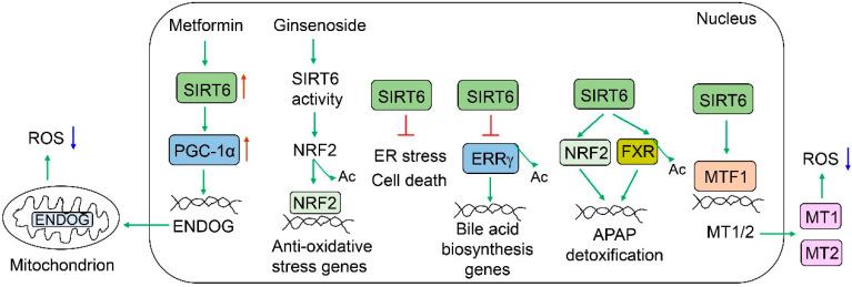 https://cdn.ncbi.nlm.nih.gov/pmc/blobs/4c74/9954390/5b440d1c828c/cells-12-00663-g005.jpg