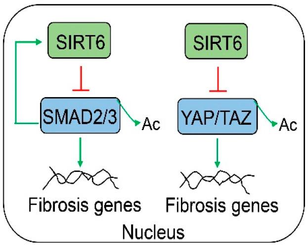 https://cdn.ncbi.nlm.nih.gov/pmc/blobs/4c74/9954390/94e686cbb5eb/cells-12-00663-g007.jpg