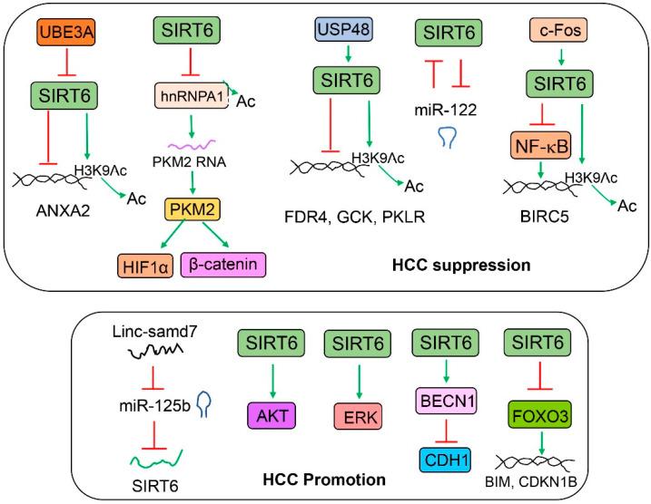 https://cdn.ncbi.nlm.nih.gov/pmc/blobs/4c74/9954390/a74b95c01ec0/cells-12-00663-g008.jpg