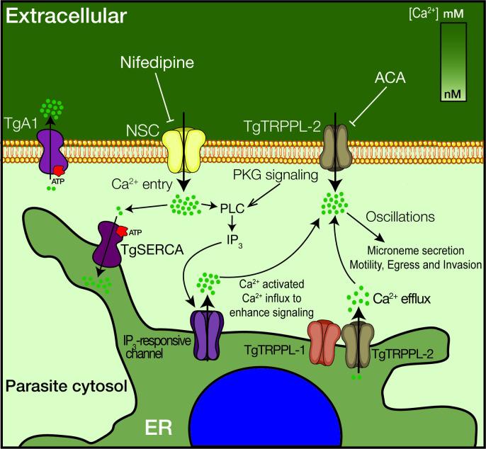 https://cdn.ncbi.nlm.nih.gov/pmc/blobs/4c87/8216714/18fc3bd184af/elife-63417-fig8.jpg