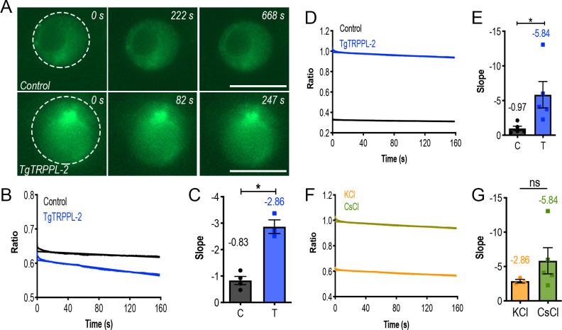 https://cdn.ncbi.nlm.nih.gov/pmc/blobs/4c87/8216714/3cd1054e2e67/elife-63417-fig5-figsupp1.jpg