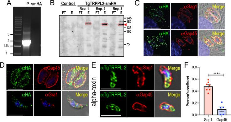 https://cdn.ncbi.nlm.nih.gov/pmc/blobs/4c87/8216714/6b94887d151e/elife-63417-fig1-figsupp1.jpg