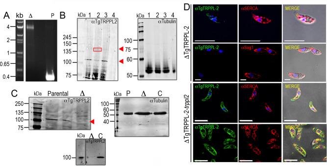https://cdn.ncbi.nlm.nih.gov/pmc/blobs/4c87/8216714/8c98b359cef6/elife-63417-fig2-figsupp1.jpg