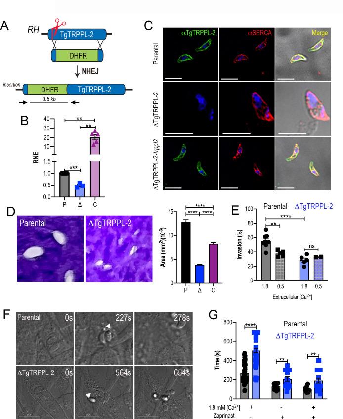 https://cdn.ncbi.nlm.nih.gov/pmc/blobs/4c87/8216714/f8dbb6befde8/elife-63417-fig2.jpg