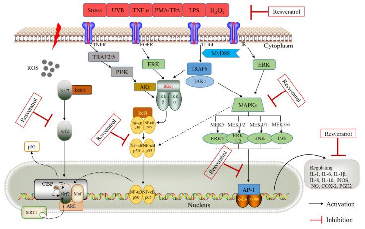https://cdn.ncbi.nlm.nih.gov/pmc/blobs/4c8d/7796143/d3d0e3fbe1ea/molecules-26-00229-g003.jpg