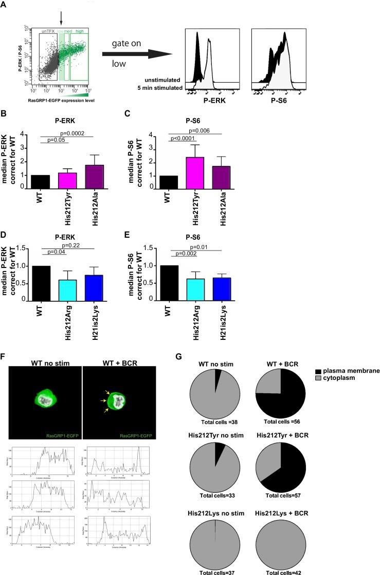 https://cdn.ncbi.nlm.nih.gov/pmc/blobs/4ca3/5643099/f445497e43ff/elife-29002-fig3.jpg