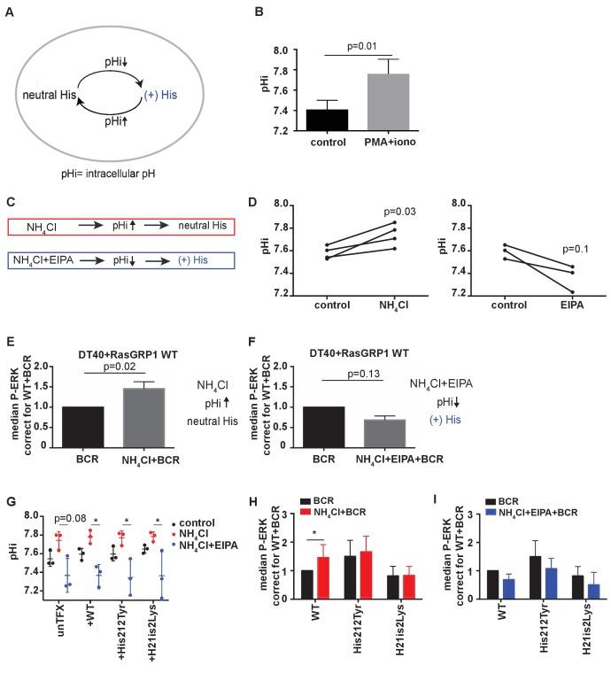 https://cdn.ncbi.nlm.nih.gov/pmc/blobs/4ca3/5643099/fc9bb5b60e8a/elife-29002-fig4.jpg