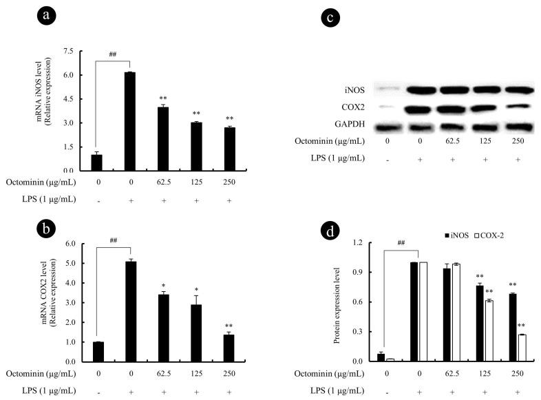 https://cdn.ncbi.nlm.nih.gov/pmc/blobs/4ca9/7226457/ee628858a745/biomolecules-10-00511-g005.jpg