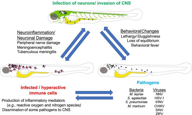 https://cdn.ncbi.nlm.nih.gov/pmc/blobs/4d09/9238045/49823e7d7087/12974_2022_2506_Fig2_HTML.jpg