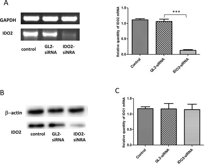 https://cdn.ncbi.nlm.nih.gov/pmc/blobs/4d15/5078016/06844c413a42/oncotarget-07-32329-g001.jpg