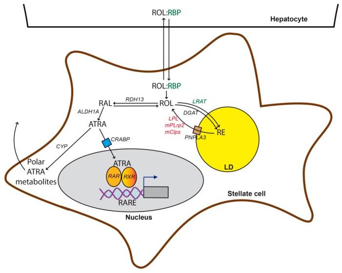 https://cdn.ncbi.nlm.nih.gov/pmc/blobs/4d55/7016711/04dfcc0a9a42/cells-09-00024-g002.jpg