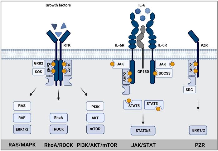 https://cdn.ncbi.nlm.nih.gov/pmc/blobs/4db3/9672471/81eeff038b70/fcell-10-1046415-g002.jpg