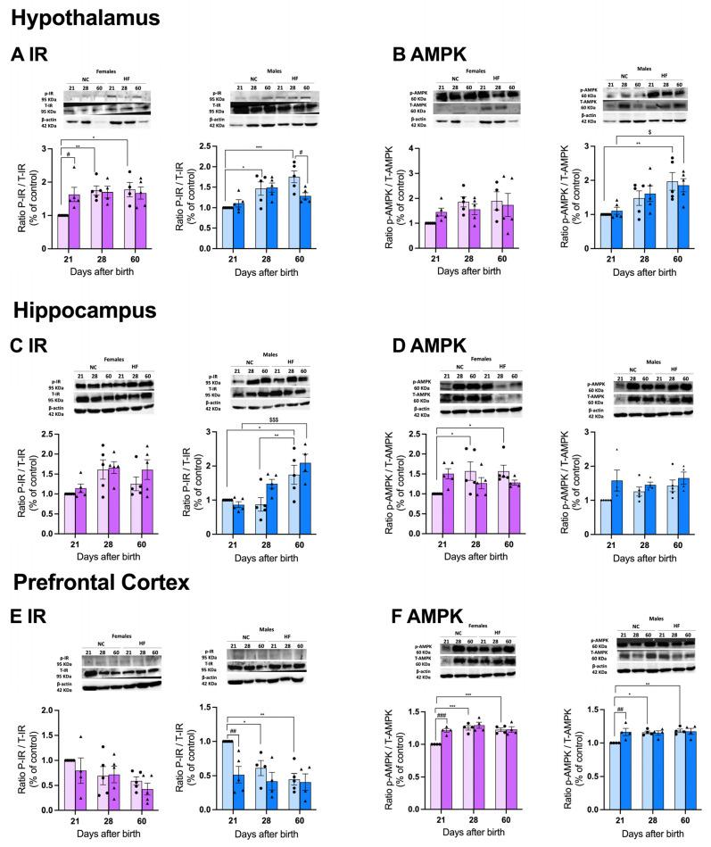 https://cdn.ncbi.nlm.nih.gov/pmc/blobs/4dda/10781034/768f2960b9e0/nutrients-16-00067-g007.jpg