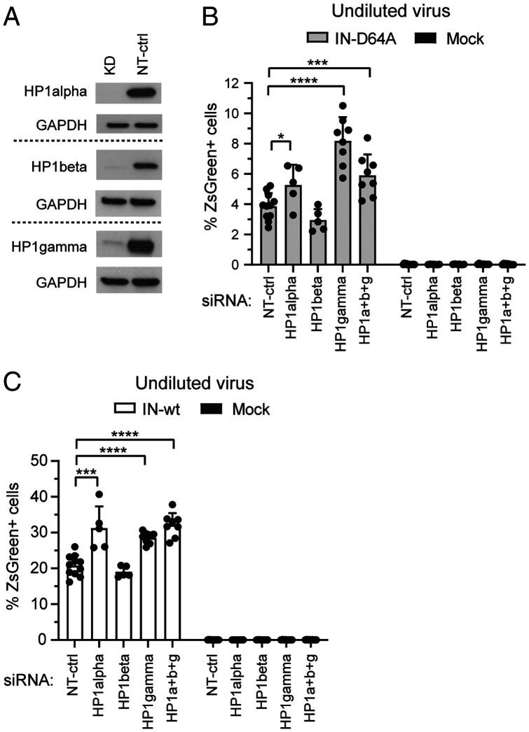 https://cdn.ncbi.nlm.nih.gov/pmc/blobs/4e2d/8795523/a507f3f68f85/pnas.2116735119fig04.jpg