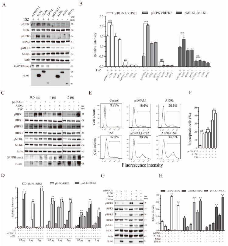 https://cdn.ncbi.nlm.nih.gov/pmc/blobs/4e58/8708531/2ec5e8011b46/viruses-13-02490-g001.jpg