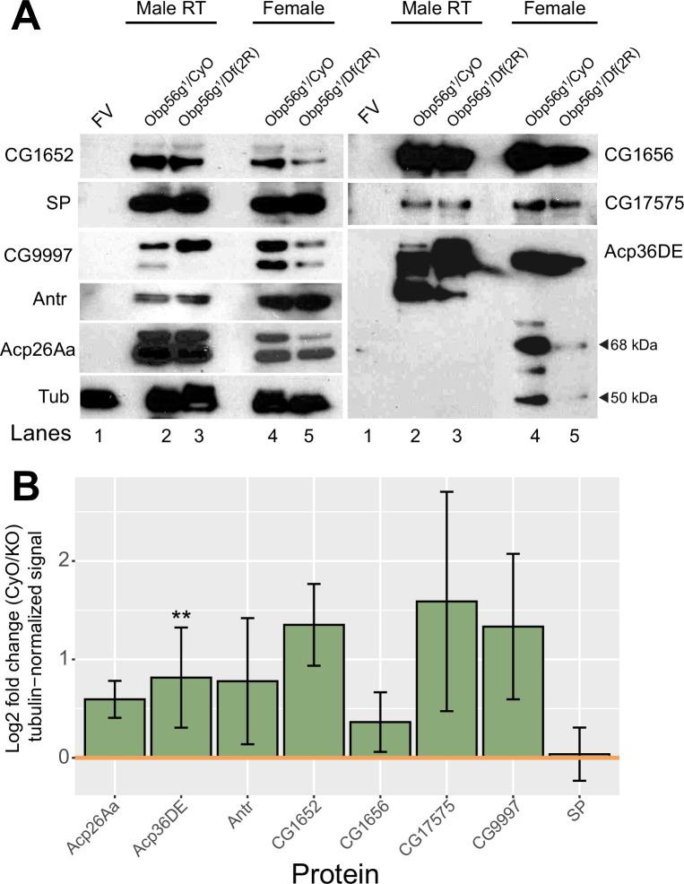 https://cdn.ncbi.nlm.nih.gov/pmc/blobs/4e69/10834028/70189f4a051f/elife-86409-fig4-figsupp2.jpg
