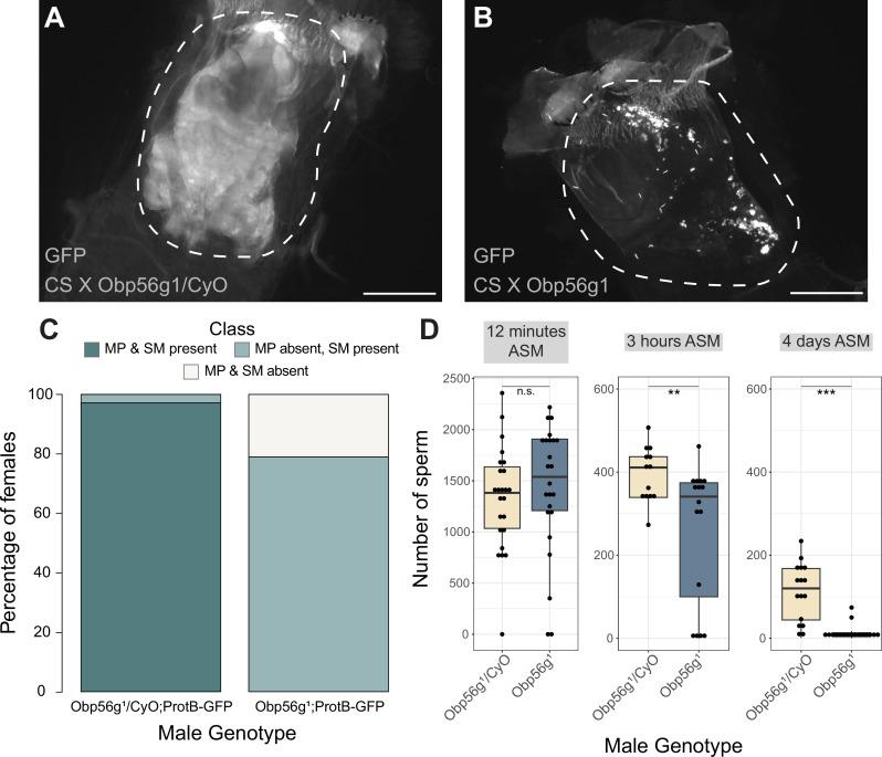 https://cdn.ncbi.nlm.nih.gov/pmc/blobs/4e69/10834028/89f8eb4d9f09/elife-86409-fig4.jpg