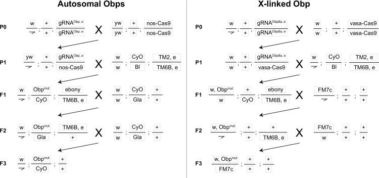 https://cdn.ncbi.nlm.nih.gov/pmc/blobs/4e69/10834028/a8747fb16788/elife-86409-fig2-figsupp1.jpg