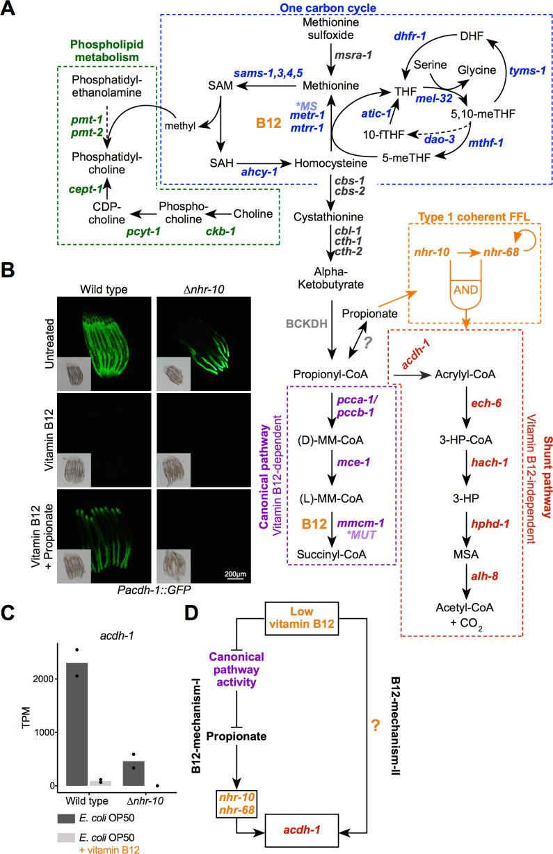 https://cdn.ncbi.nlm.nih.gov/pmc/blobs/4e74/7561351/3635da03e711/elife-60259-fig1.jpg