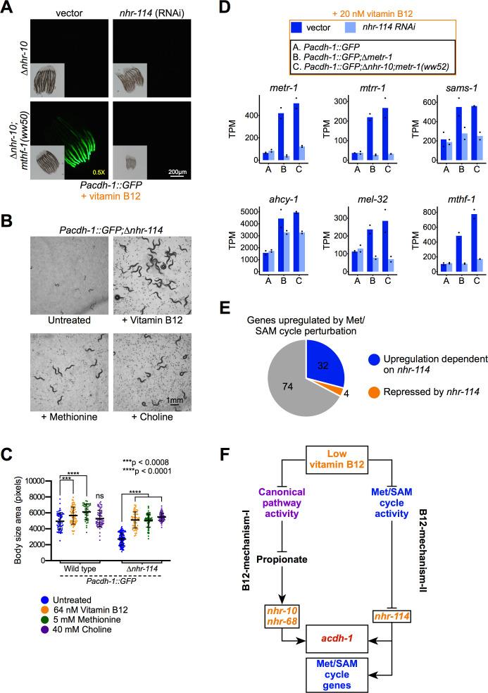 https://cdn.ncbi.nlm.nih.gov/pmc/blobs/4e74/7561351/d92a9dfe9f0a/elife-60259-fig4.jpg