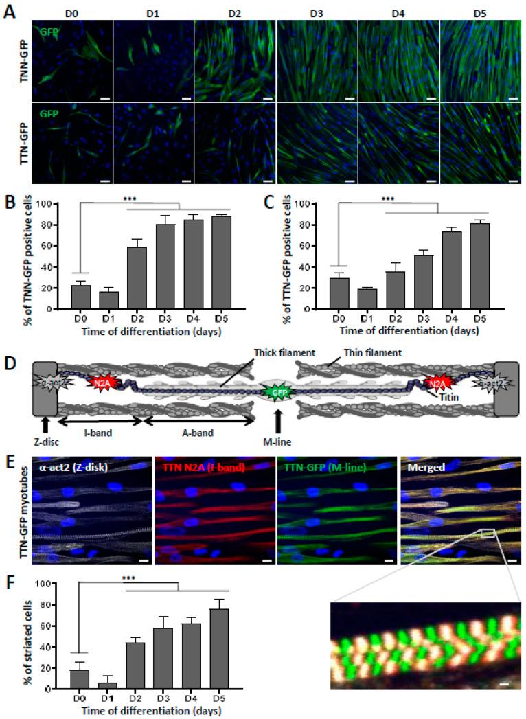 https://cdn.ncbi.nlm.nih.gov/pmc/blobs/4e82/9220148/1e58c0ccb48e/biomedicines-10-01428-g002.jpg