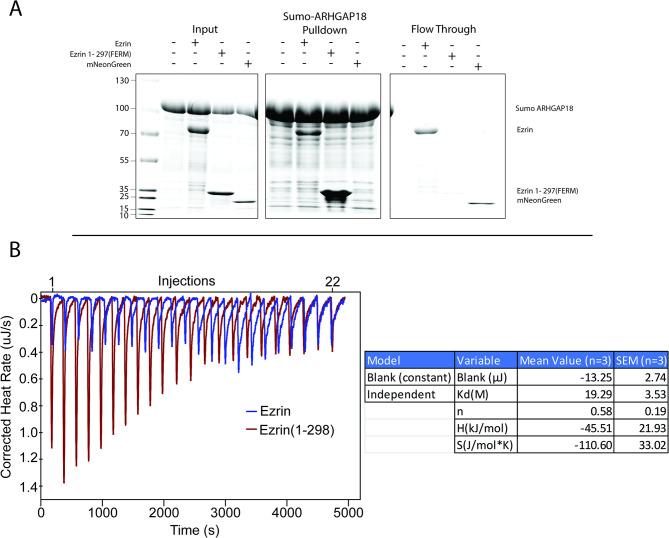 https://cdn.ncbi.nlm.nih.gov/pmc/blobs/4e8f/10830128/0ceabbe19855/elife-83526-fig1-figsupp1.jpg