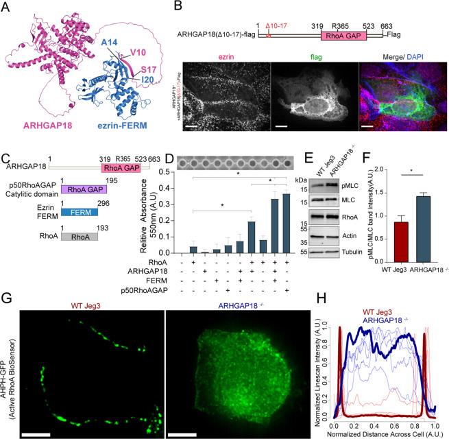 https://cdn.ncbi.nlm.nih.gov/pmc/blobs/4e8f/10830128/dba1898a35de/elife-83526-fig4.jpg
